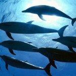 RYOT 新聞：透過海豚虛擬 360 影片享受共游並幫助拯救海豚